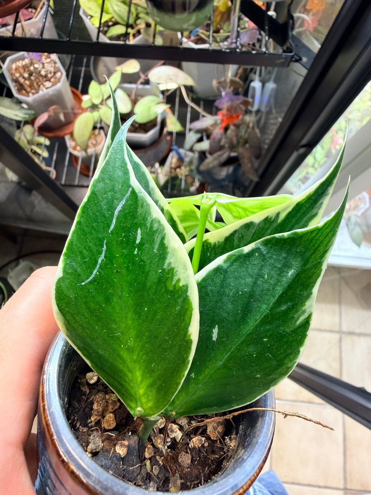 Hoya polyneura outer variegata, Maison & Meubles, Plantes d'intérieur, Envoi