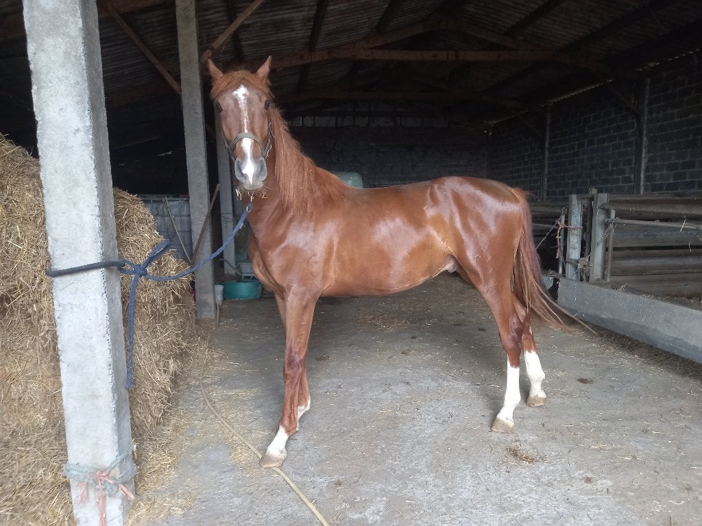 2j bwp BENTON VH INDIHOF 3750 euro, Animaux & Accessoires, Chevaux, Étalon, Non dressé, 165 à 170 cm, 0 à 2 ans, Cheval de saut