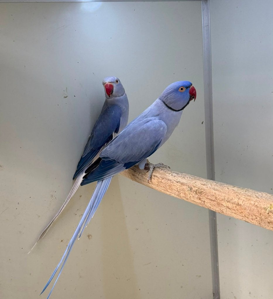 kweekkoppel halsbandparkieten opaline wkws, Dieren en Toebehoren, Papegaai