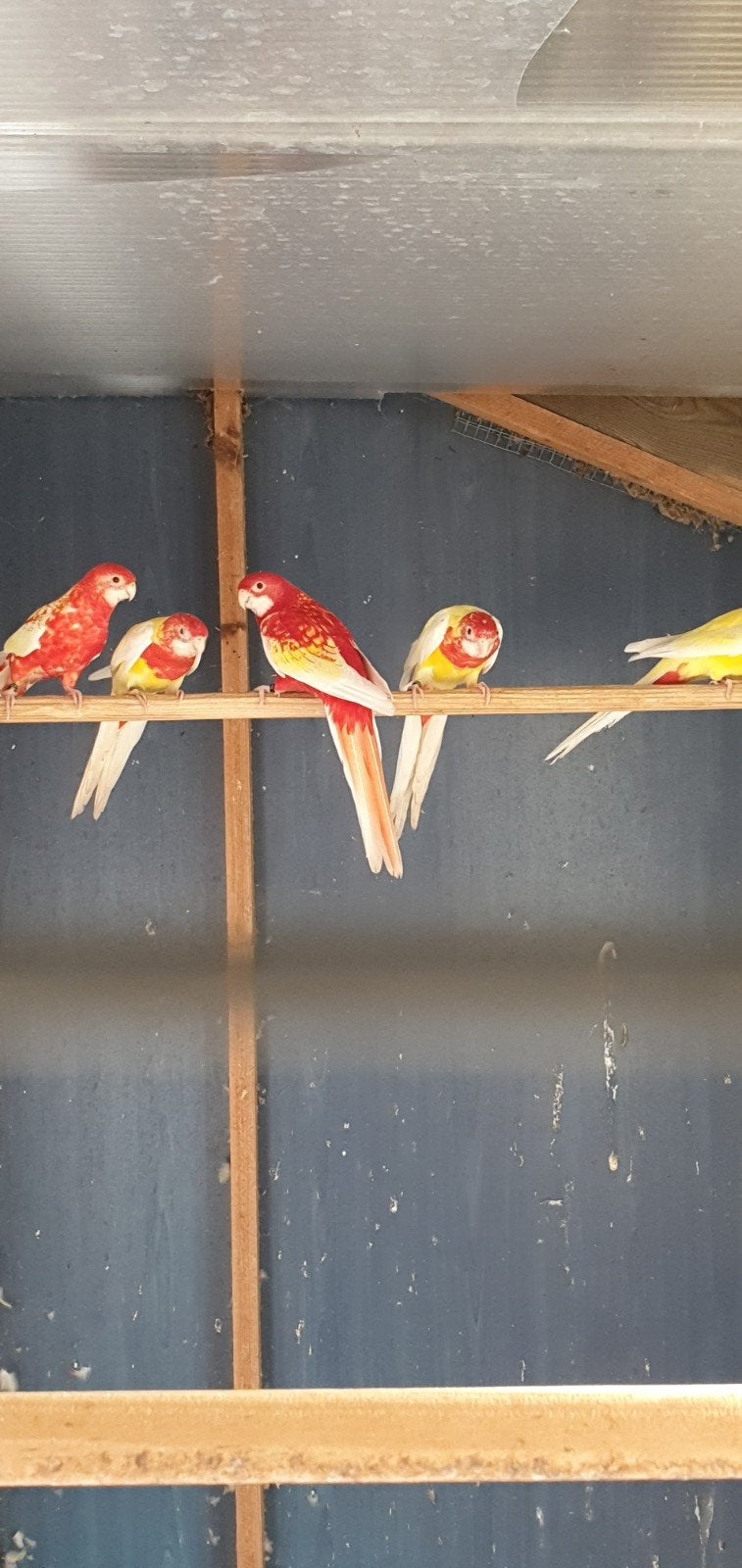 rosella's, Plusieurs animaux, Perruche, Bagué