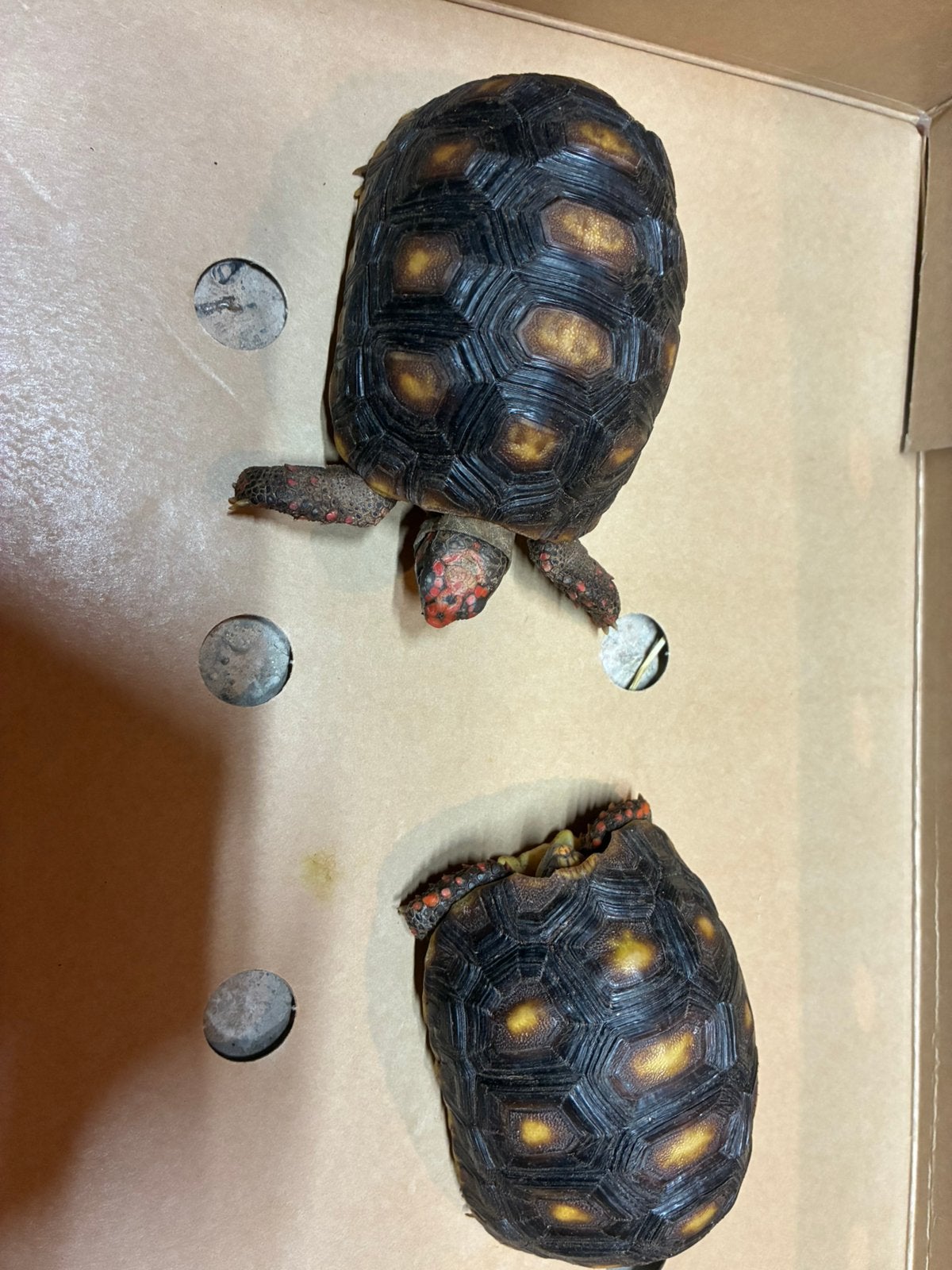 Kolenbranders, Dieren en Toebehoren, Schildpad, 0 tot 2 jaar