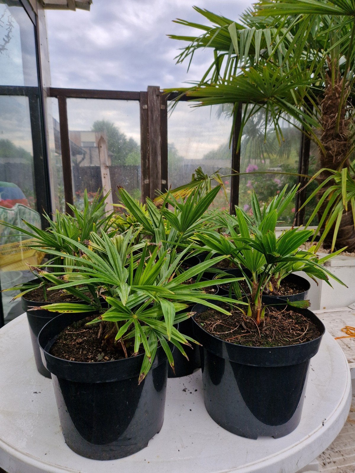 Trachycarpus wagnerianus x Fortunei, Tuin en Terras, Ophalen