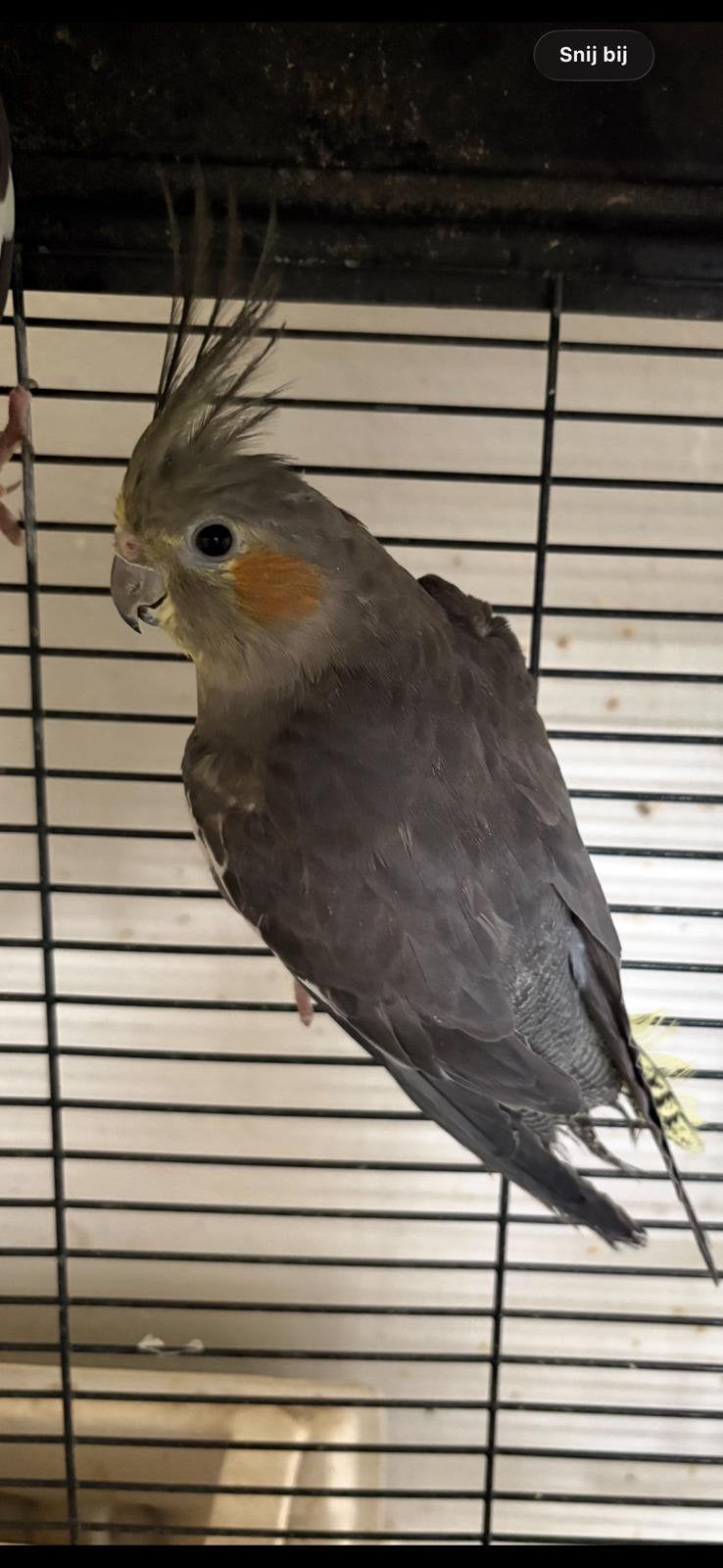 Calopsittes, Animaux & Accessoires, Oiseaux | Perruches & Perroquets, Perruche