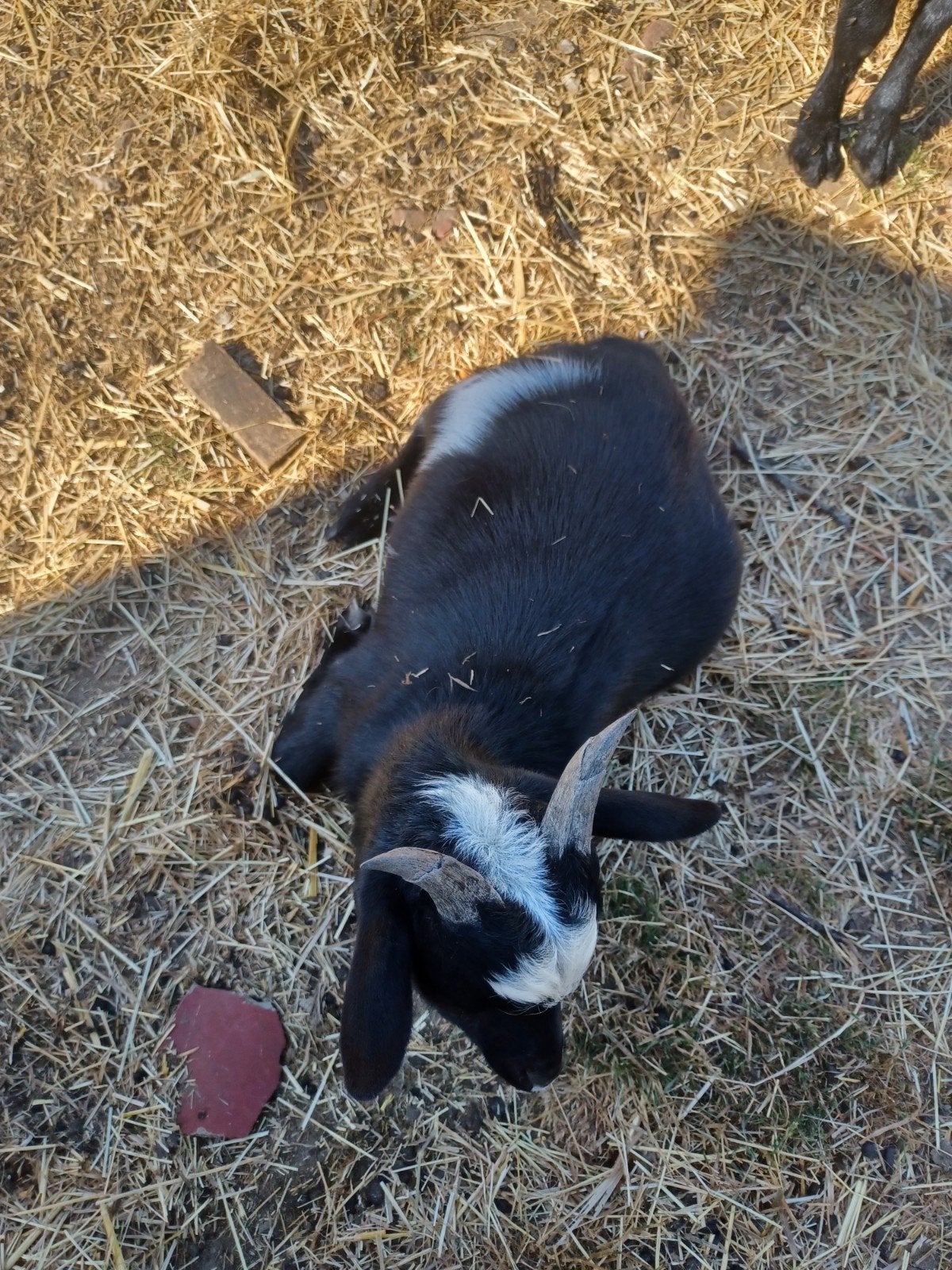 chèvres, Mâle, Chèvre, 0 à 2 ans