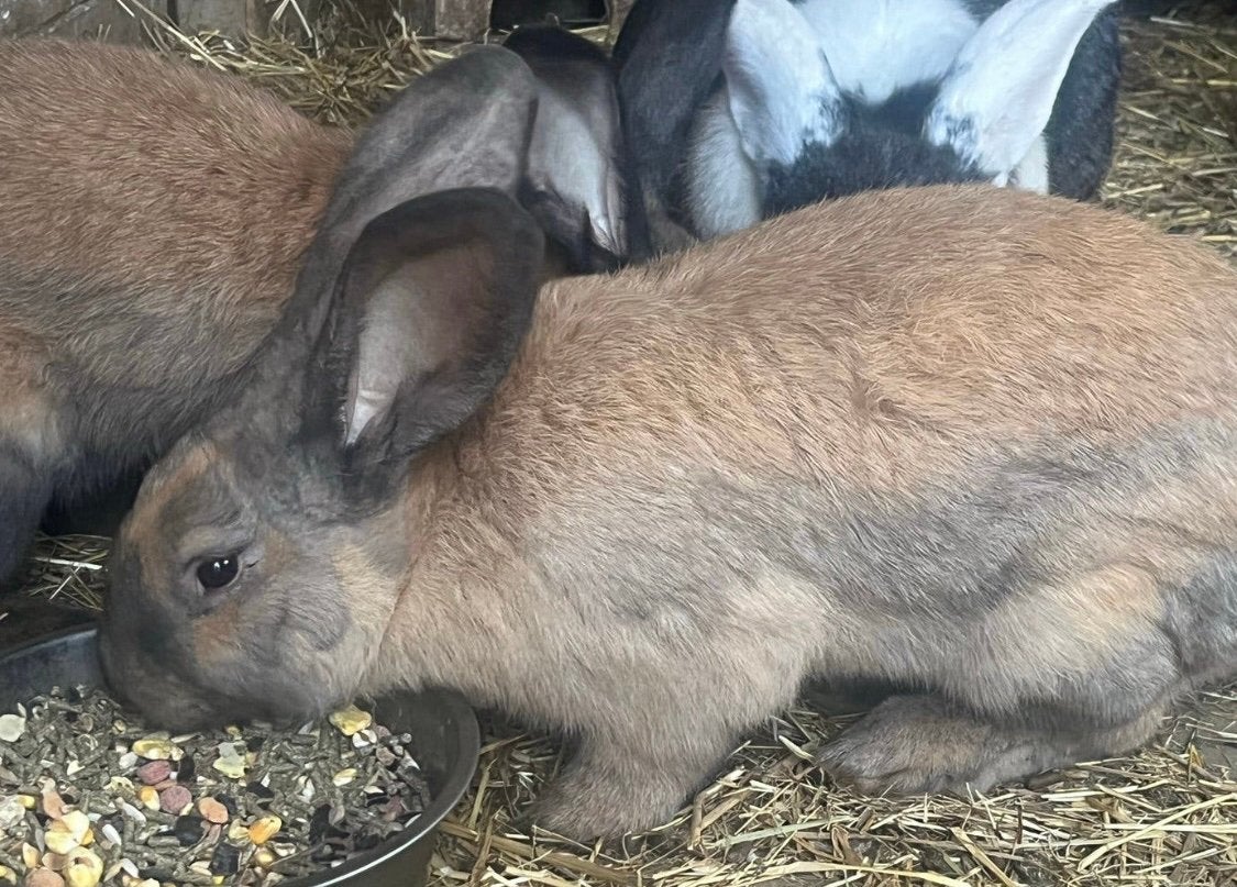 Vlaamse reuzen, Dieren en Toebehoren