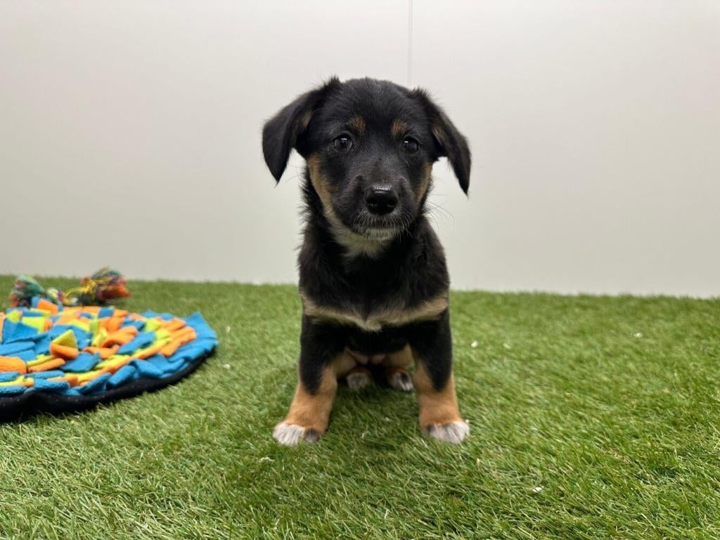 Kruising Teckel x Shiba Inu pups, België, 8 tot 15 weken, Parvo, Meerdere