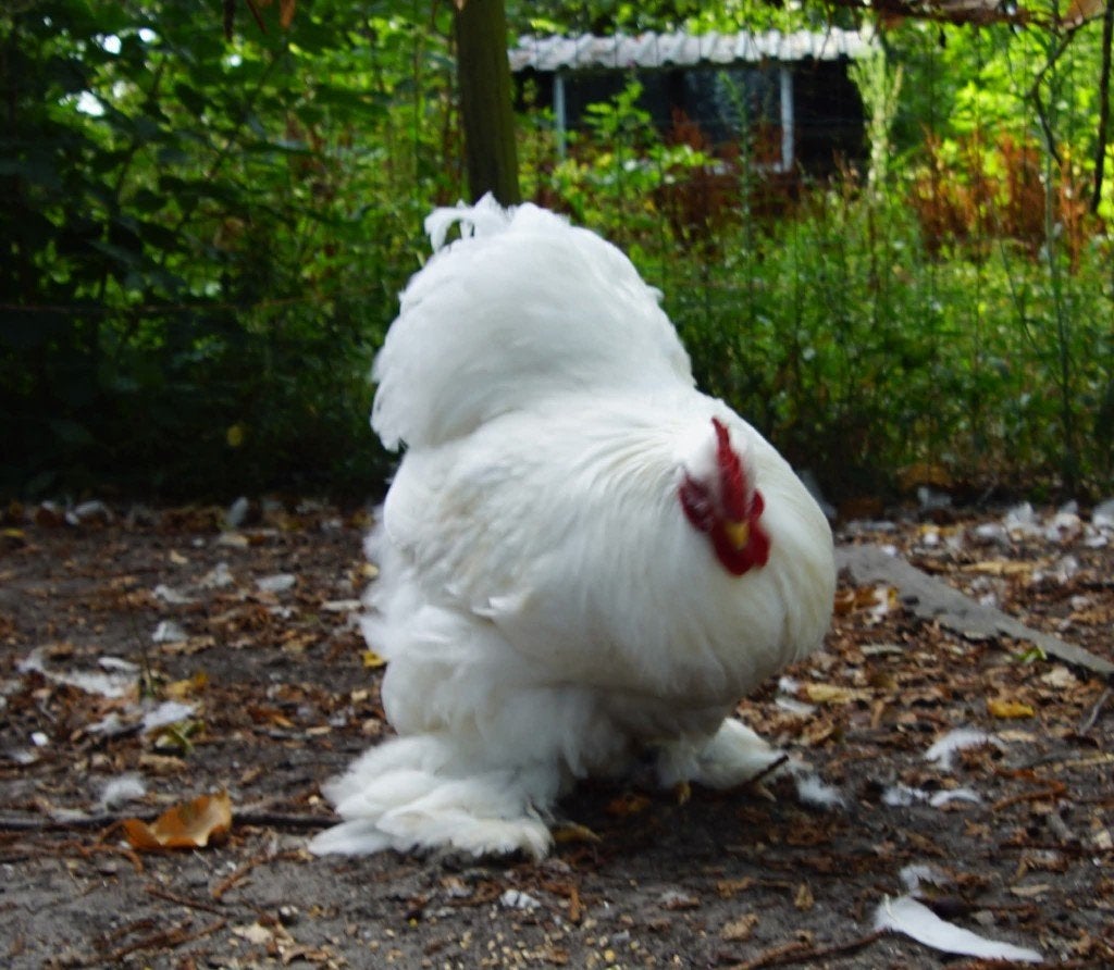 Cochin, gros tétras, blanc