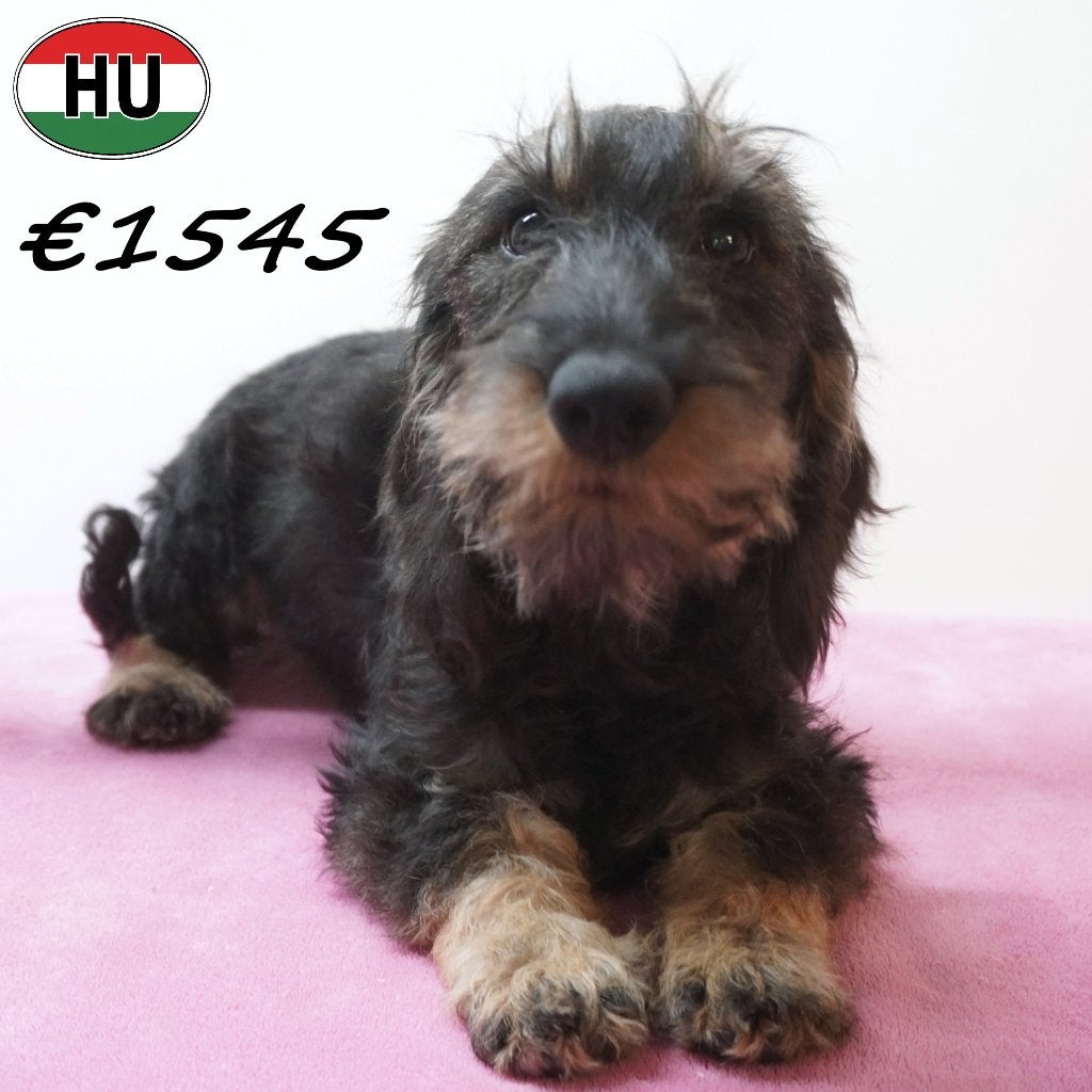 Teckel à poil dur à - chiots vendre, Animaux & Accessoires, 15 semaines à 1 an, Plusieurs animaux, Poils durs, Plusieurs