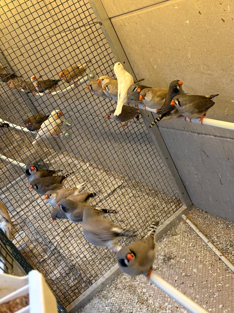 Zebravinken koppels, Meerdere dieren, Tropenvogel, Geringd