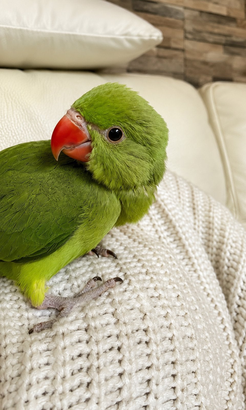 Perruche a collier, Animaux & Accessoires, Enlèvement ou Envoi
