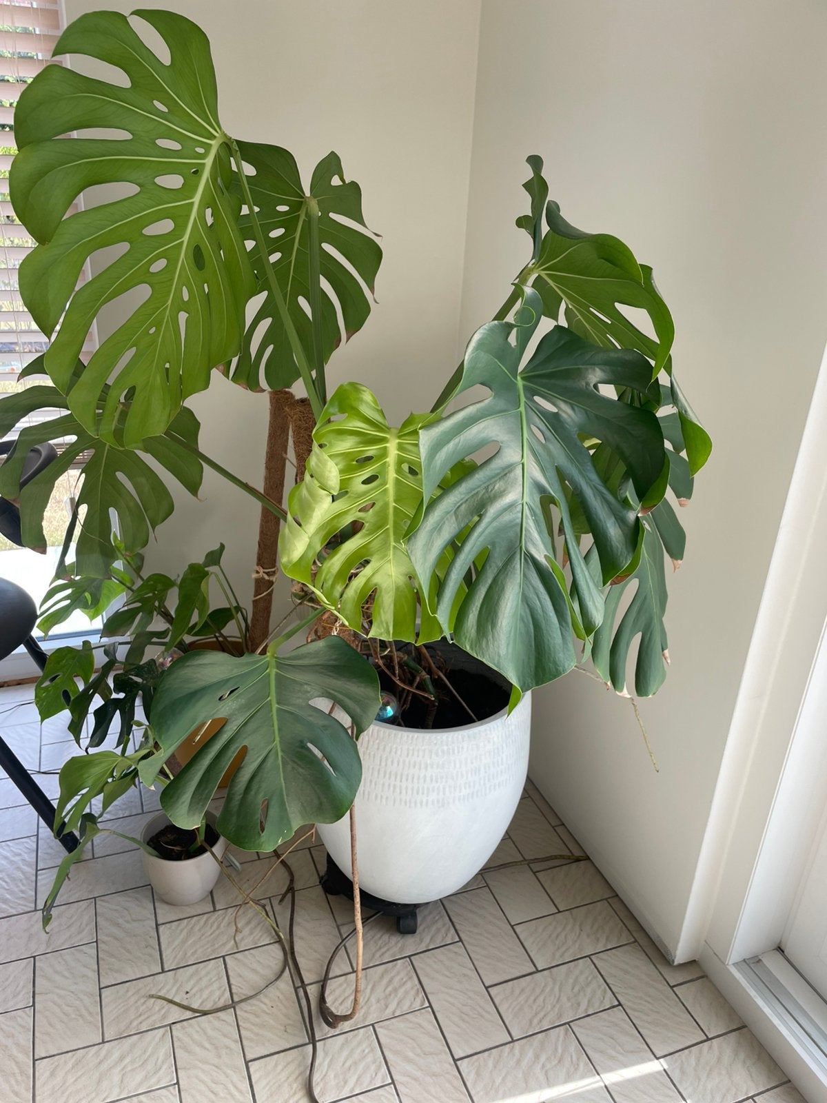Grote monstera met bloempot, Huis en Inrichting, Ophalen