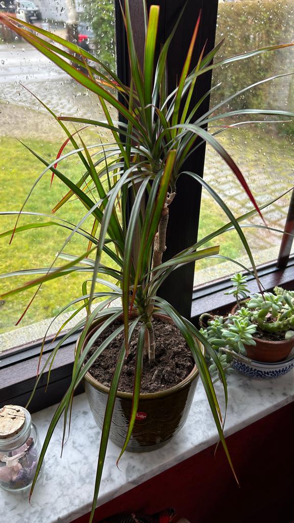Dracena of Drakenboom - 3 takken + cache-pot, Bloeiende kamerplant, Ophalen of Verzenden, In pot, Halfschaduw