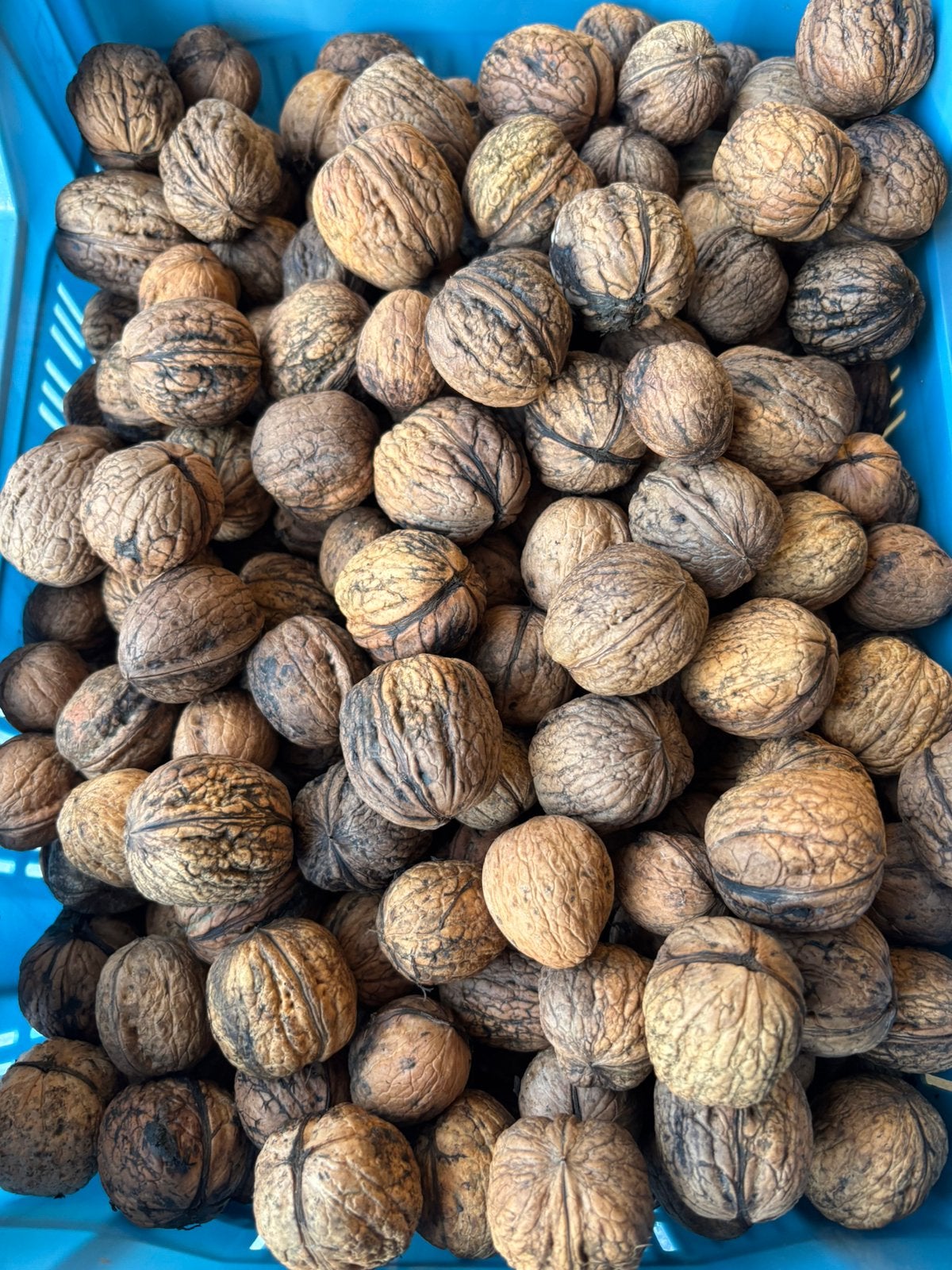Okkernoten walnoten 4€/kg, Ophalen