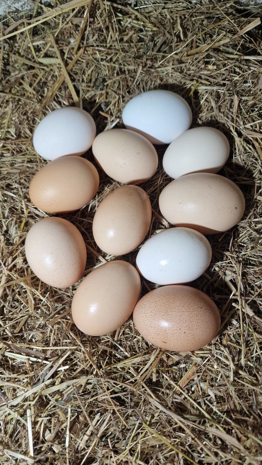 œufs bio a vendre, Enlèvement, Neuf, Abreuvement et Alimentation