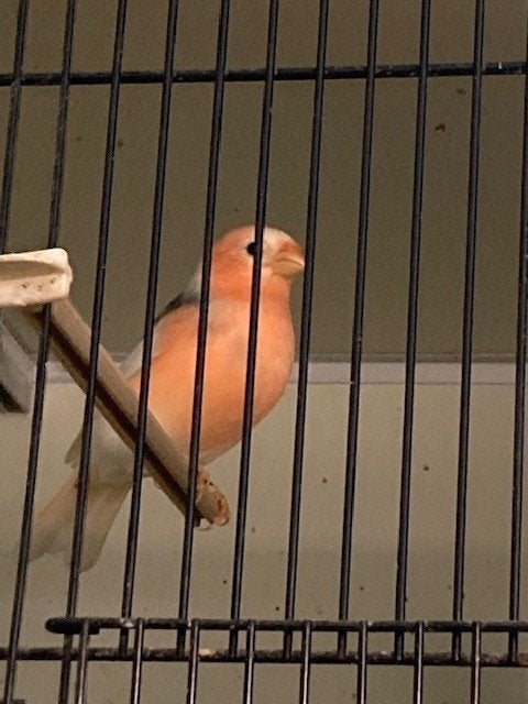 bonte goudvinken 2026, Oiseau chanteur sauvage, Bagué