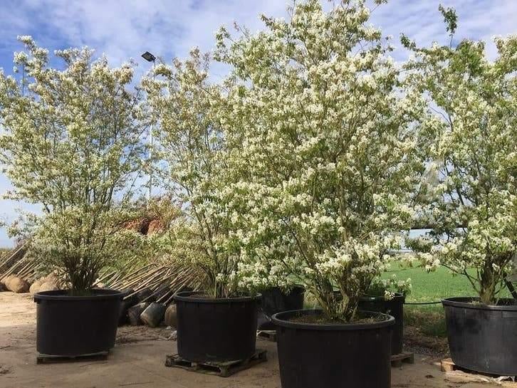 Leilinde, Skytree, Catalpa et Amber Tree de qualité, Jardin & Terrasse, Plantes | Arbres, Enlèvement ou Envoi