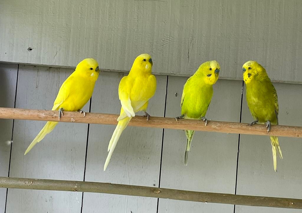 Grasparkieten te koop. Mannetjes.