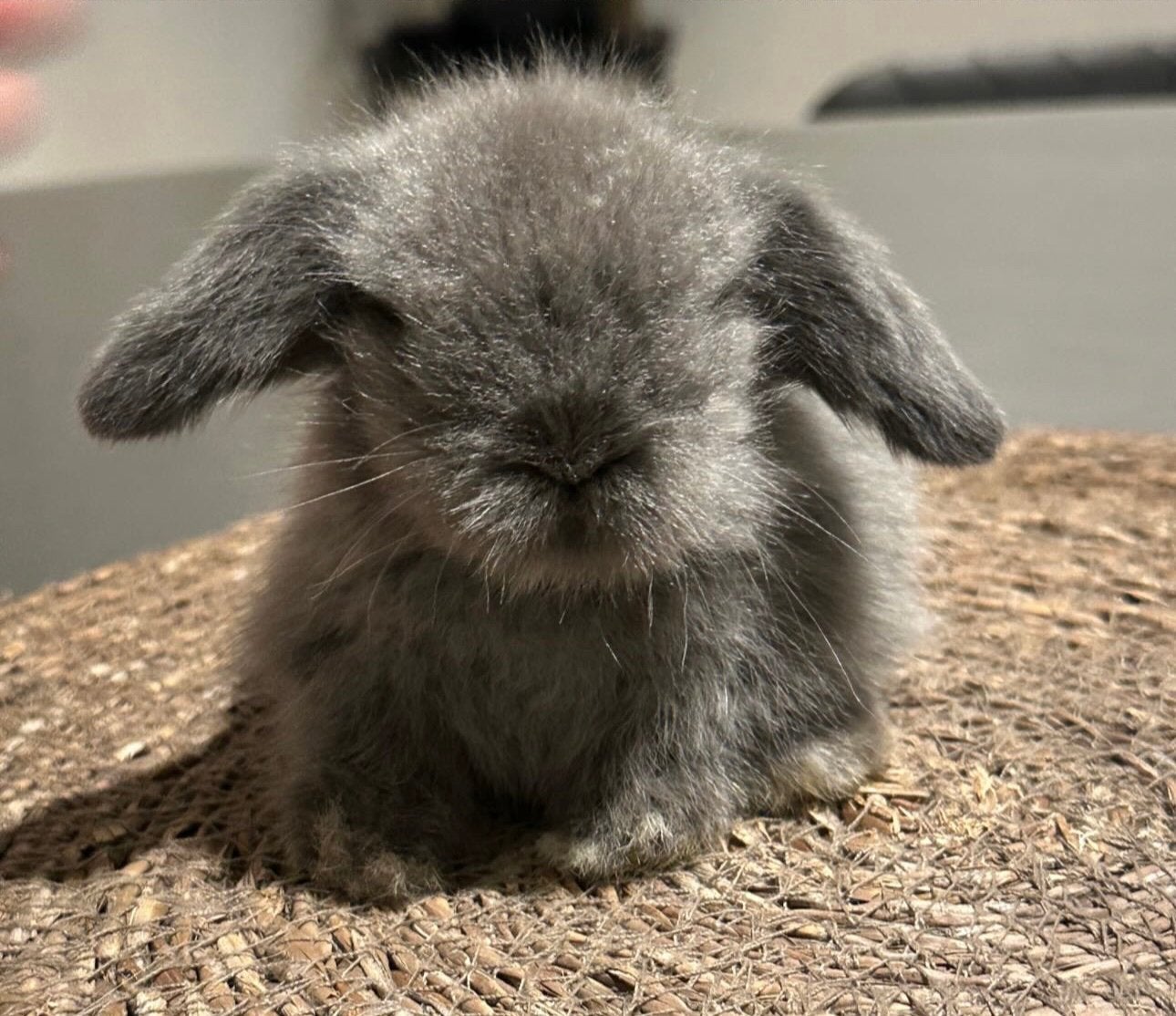 Mini lionlop voedstertje, Dieren en Toebehoren, Hangoor