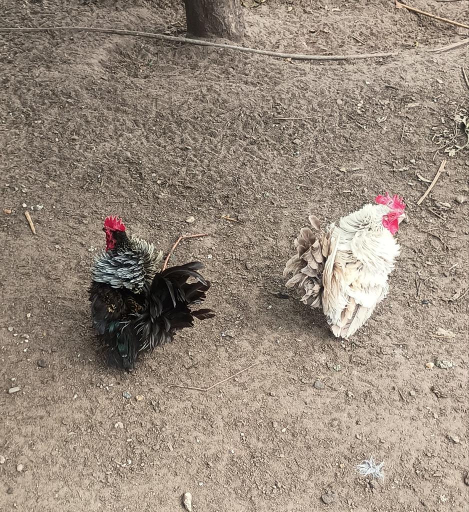 Serama kippen, Dieren en Toebehoren, Pluimvee, Meerdere dieren