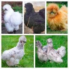 poule soie et autres races 4+1 gratuit 0499/082381, Femelle, Poule ou poulet