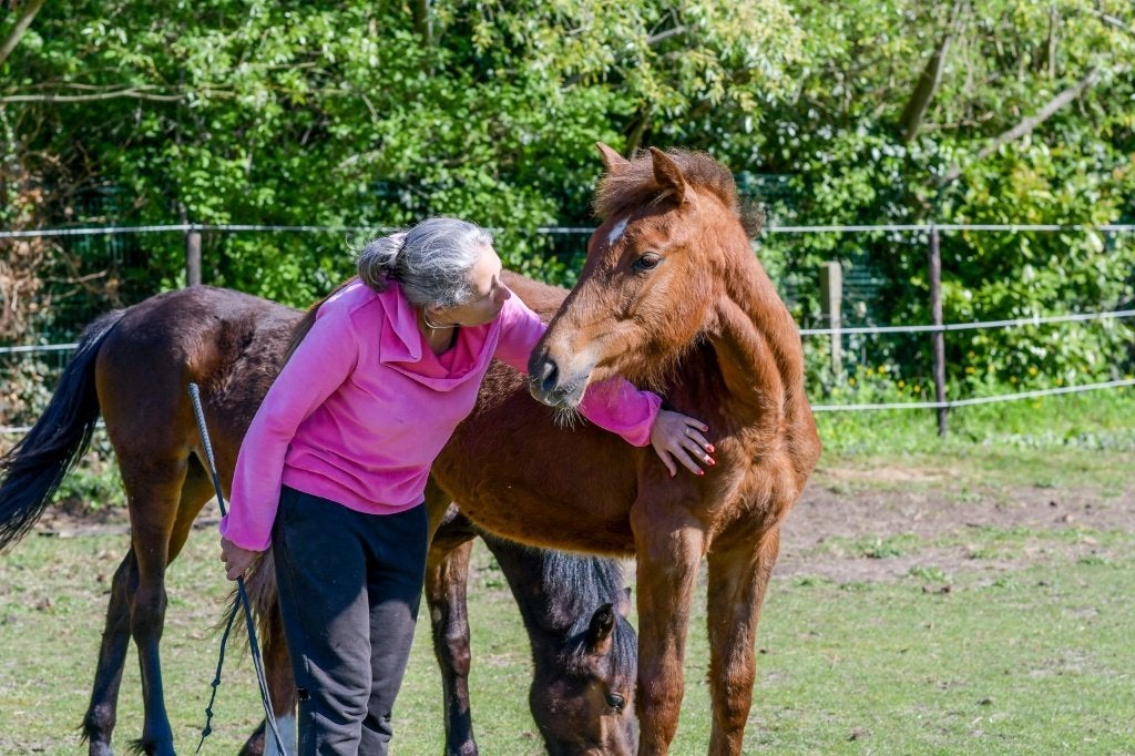 Dressuur jaarling merrie, Dieren en Toebehoren, Paarden, Merrie, Onbeleerd, 165 tot 170 cm, 0 tot 2 jaar, Dressuurpaard, Met stamboom