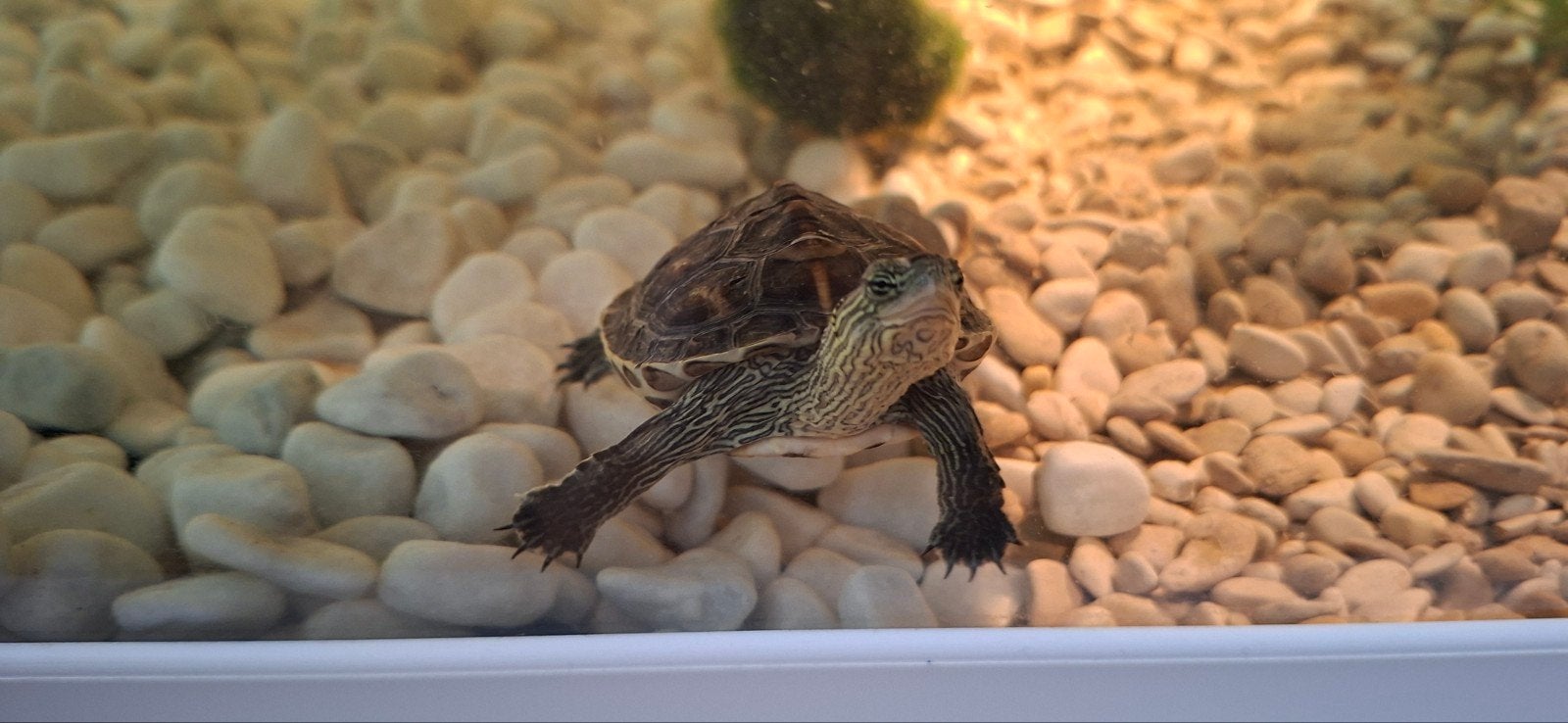 4 waterschildpadden met aquarium, Dieren en Toebehoren, April, Vrouwelijk, Overige typen
