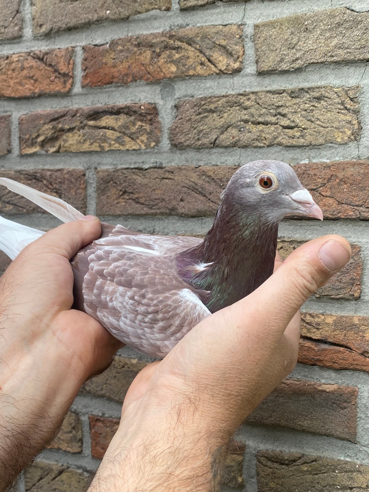 Doffer inteelt Red Bullens / Peiren, Dieren en Toebehoren, Mannelijk, Postduif