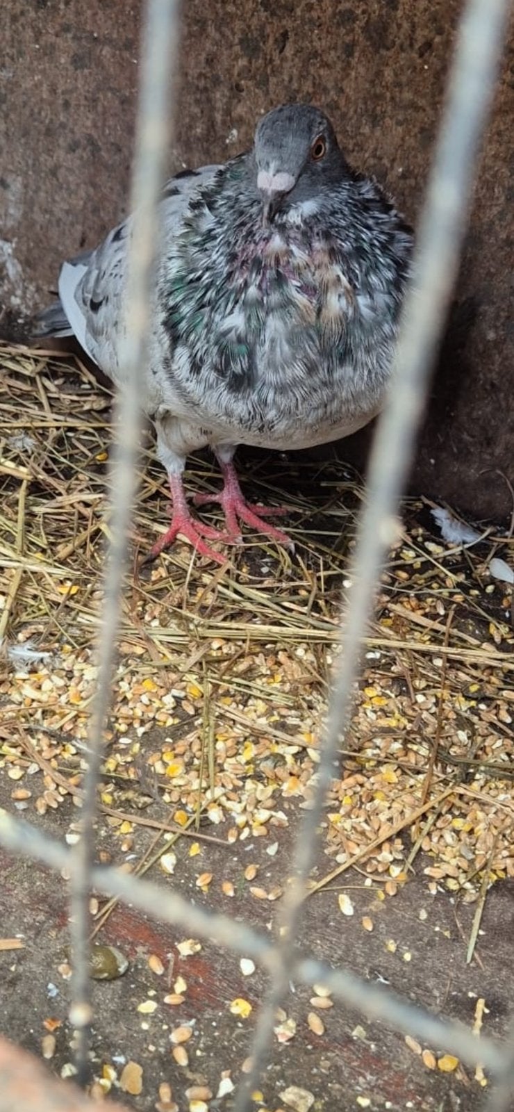 Gaditano Duiven, Dieren en Toebehoren