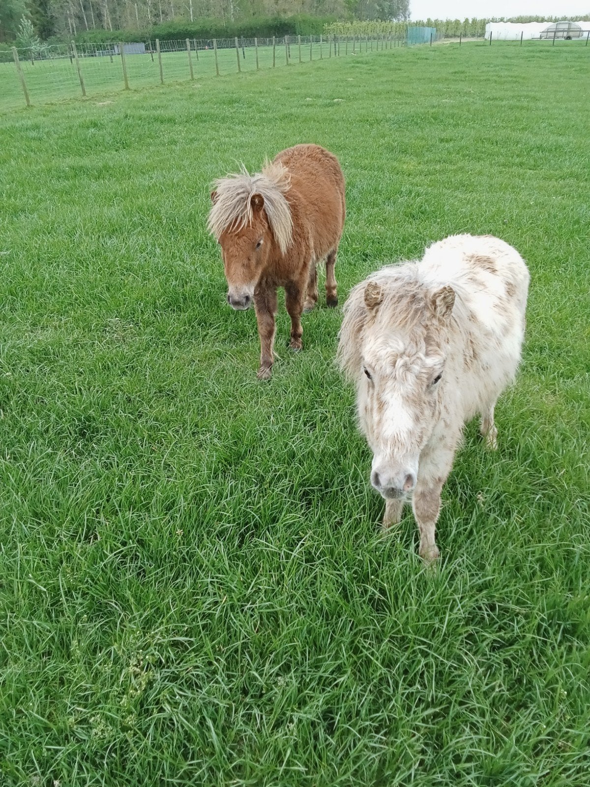 Ponny