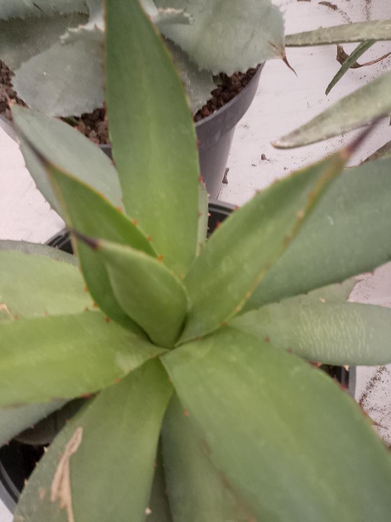 agave, Jardin & Terrasse, Enlèvement
