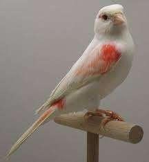 Rood mozaiek poppen  GEZOCHT, Dieren en Toebehoren, Vogels | Kanaries