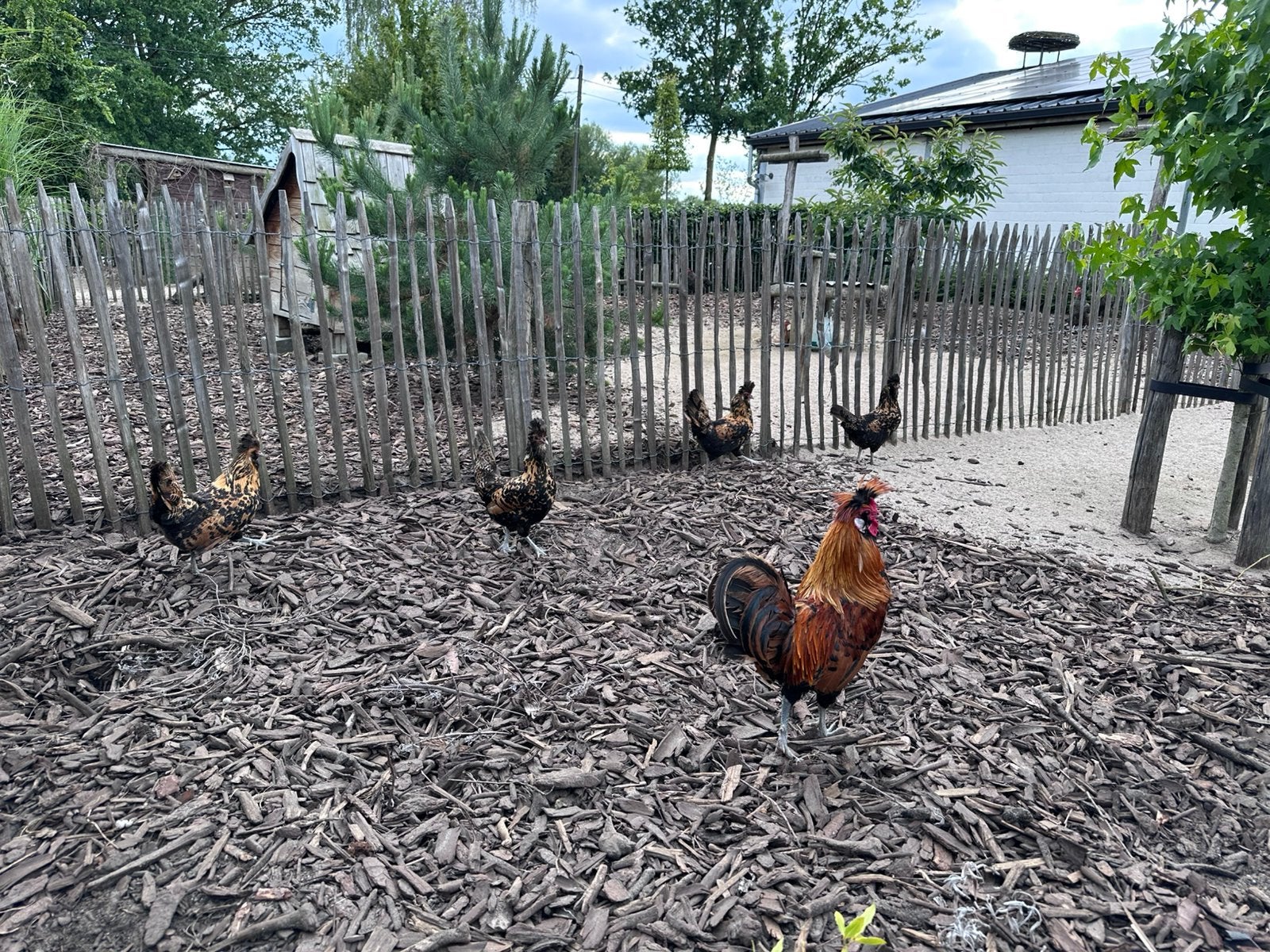 Groep Appenzeller Spitskuif, Plusieurs animaux, Poule ou poulet