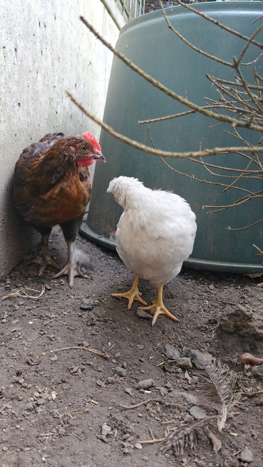 Marans haantje, Dieren en Toebehoren, Pluimvee