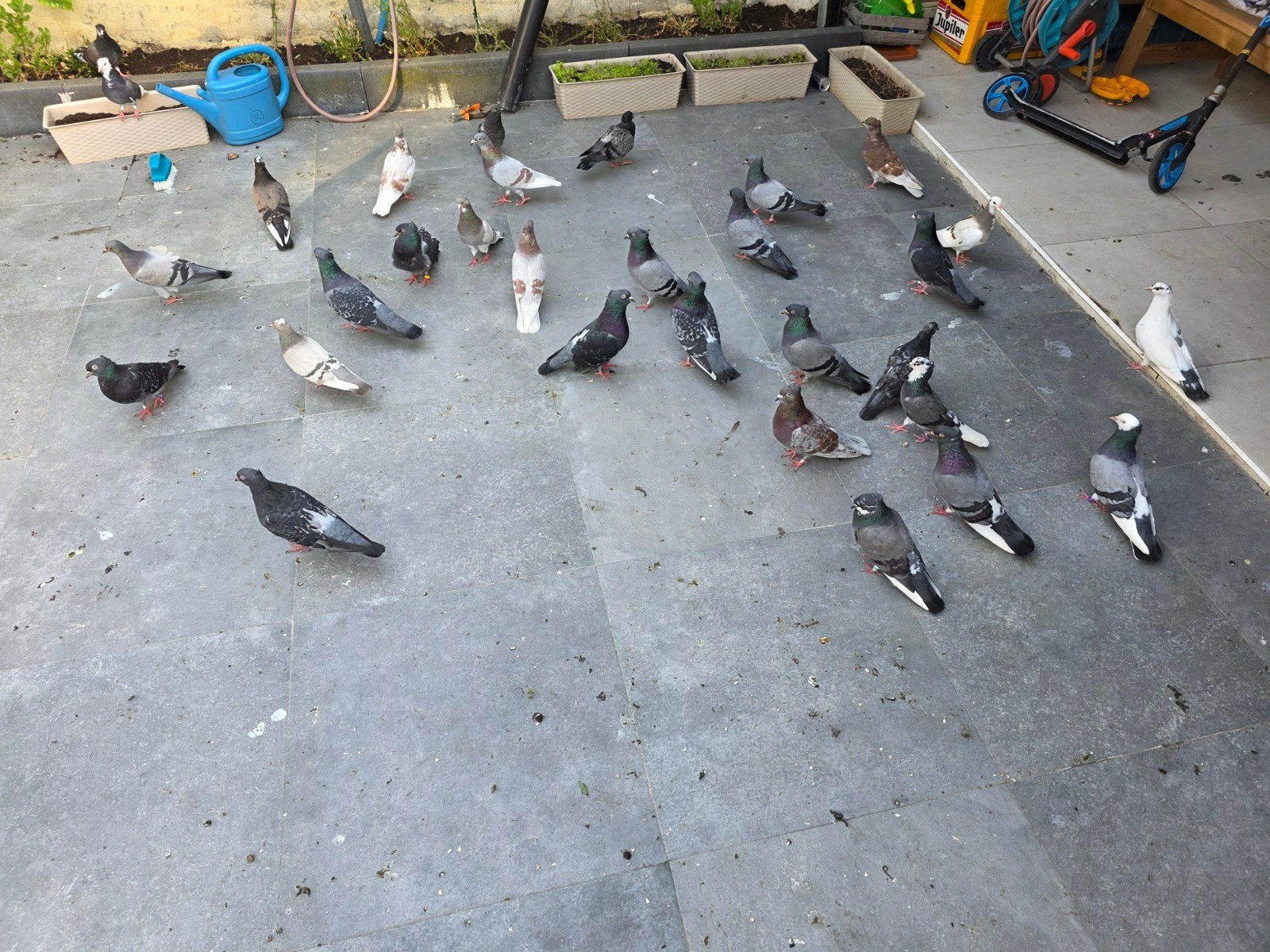 te koop duiven  50 EUR porstuk