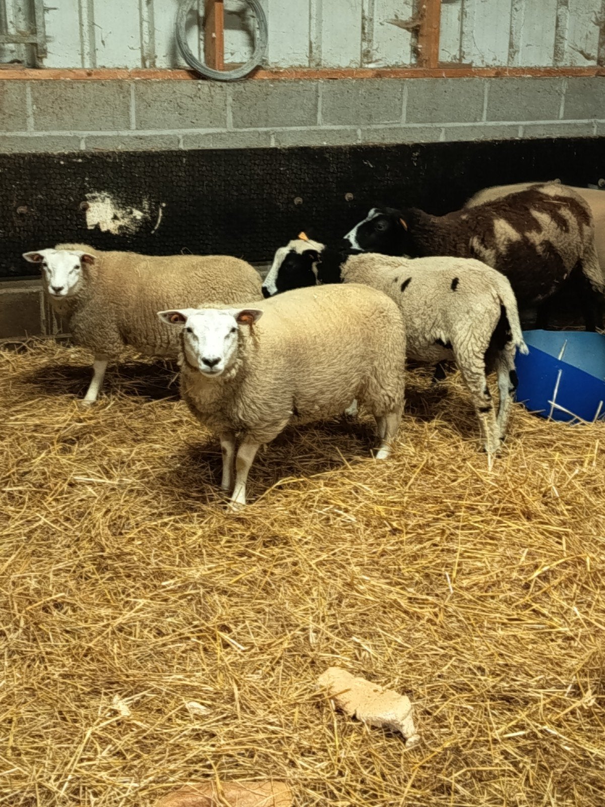 lammeren te koop, Dieren en Toebehoren