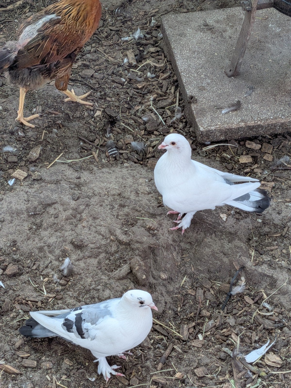 Gevlekte en witte duiven, Dieren en Toebehoren