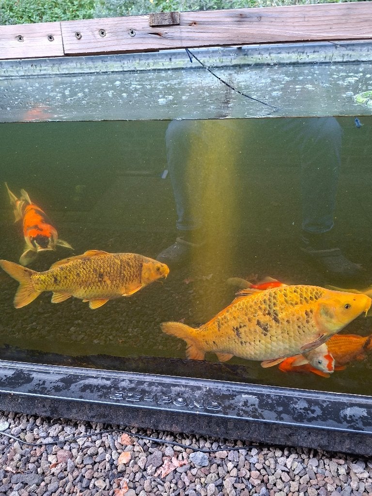 Koi, Karper of Koi