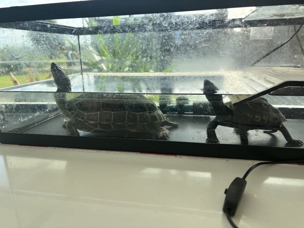 gratis 2 schildpadden en bak, Animaux & Accessoires, Reptiles & Amphibiens, Tortue, Avec terrarium, 0 à 2 ans