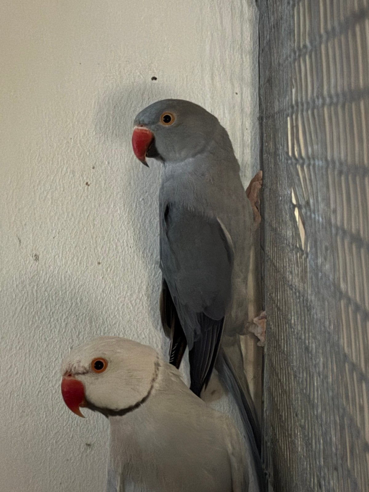 Halsbandparkieten, Plusieurs animaux, Perruche, Bagué