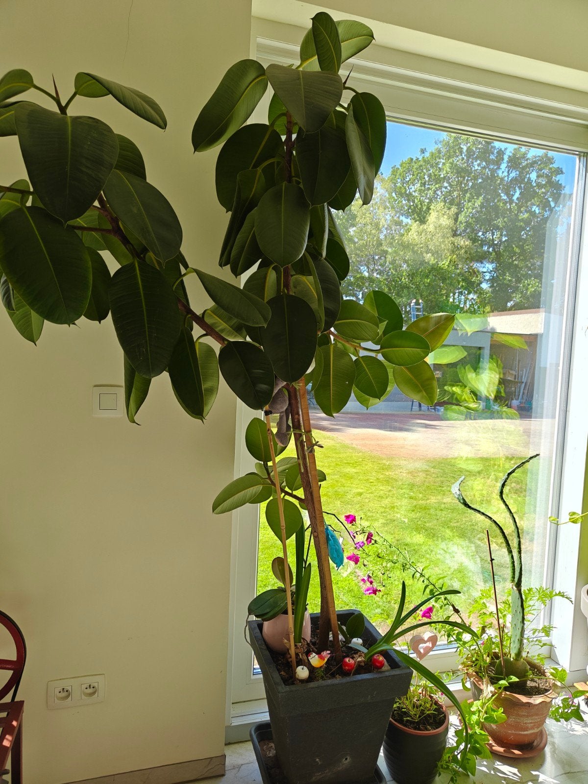 ficus, Ophalen, Ficus