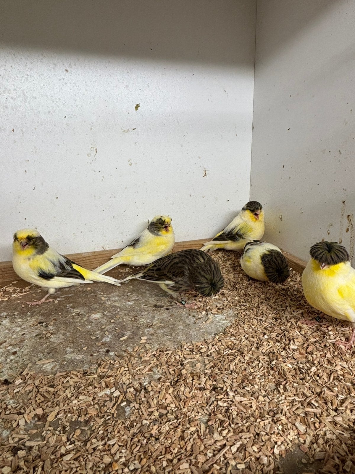Gloster kanarie 25 euro, Postuurkanarie