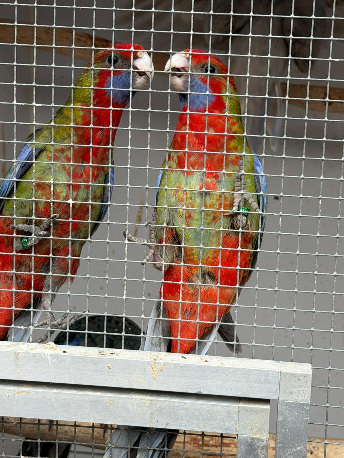 Wildkleur pennant rosella, Plusieurs animaux, Perruche, Bagué