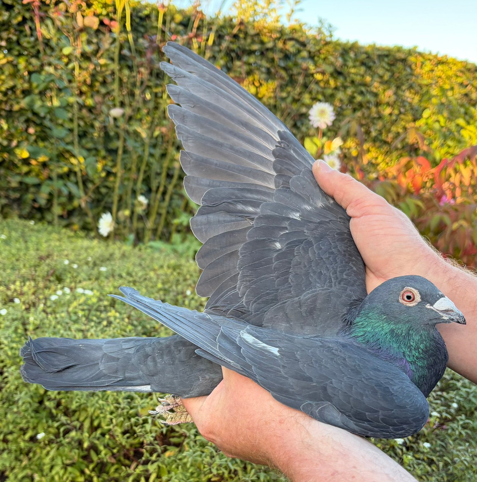 Jonge doffer 2026 (m2452710432) — Oiseaux | Pigeons — 2ememain