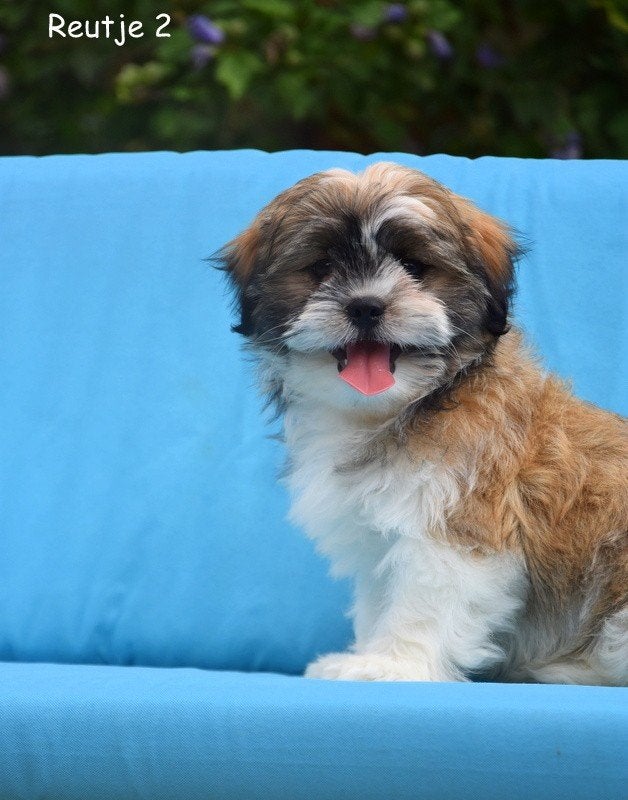 Prachtige Boomer pups, Petit, Plusieurs, Belgique, Plusieurs animaux