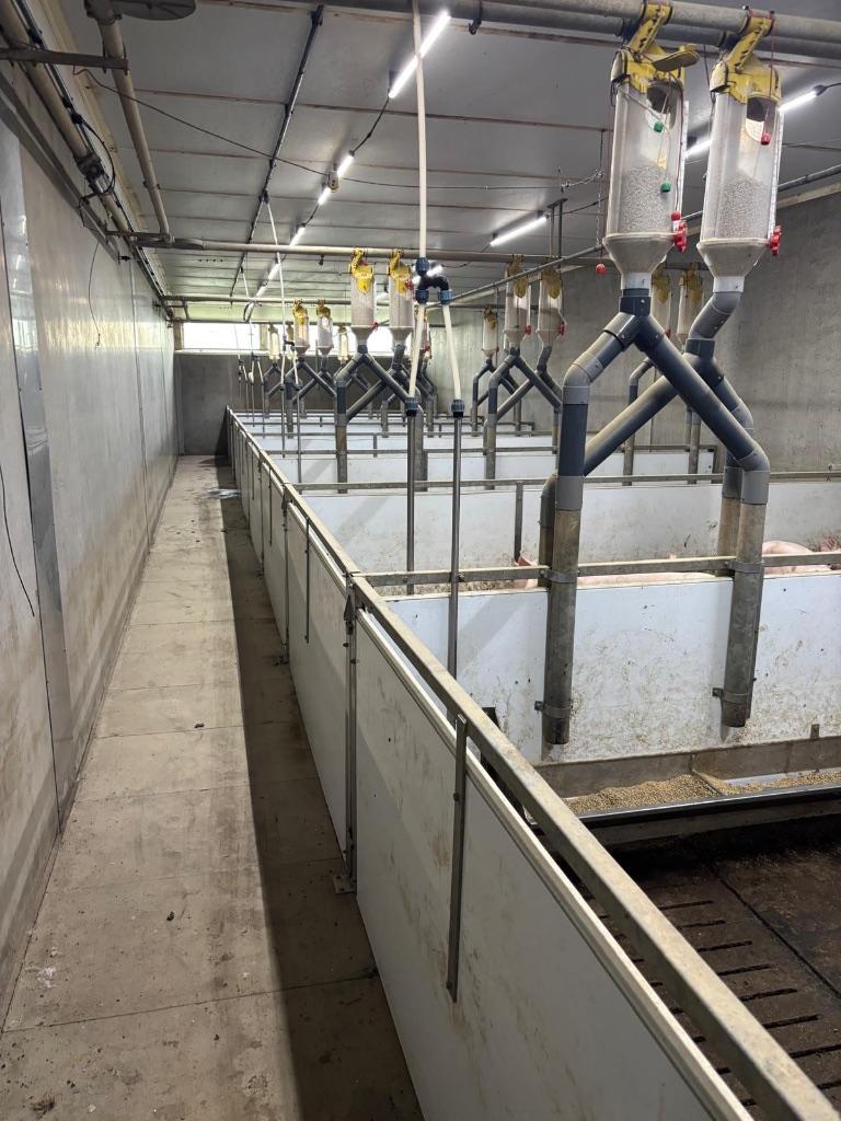 Hokinrichting voor opfok gelten [280], Dieren en Toebehoren, Stalling en Weidegang, Opfok