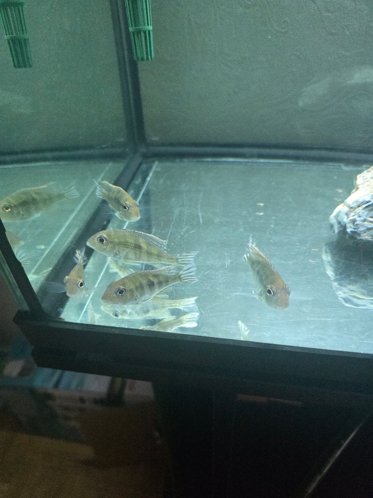 Geophagus tapajos, Dieren en Toebehoren, Vis, Zoetwatervis, Schoolvis