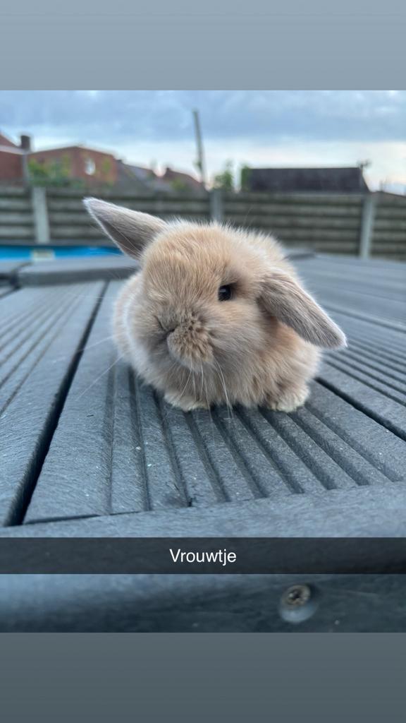 Minilop voedstertje, Animaux & Accessoires, Lapins
