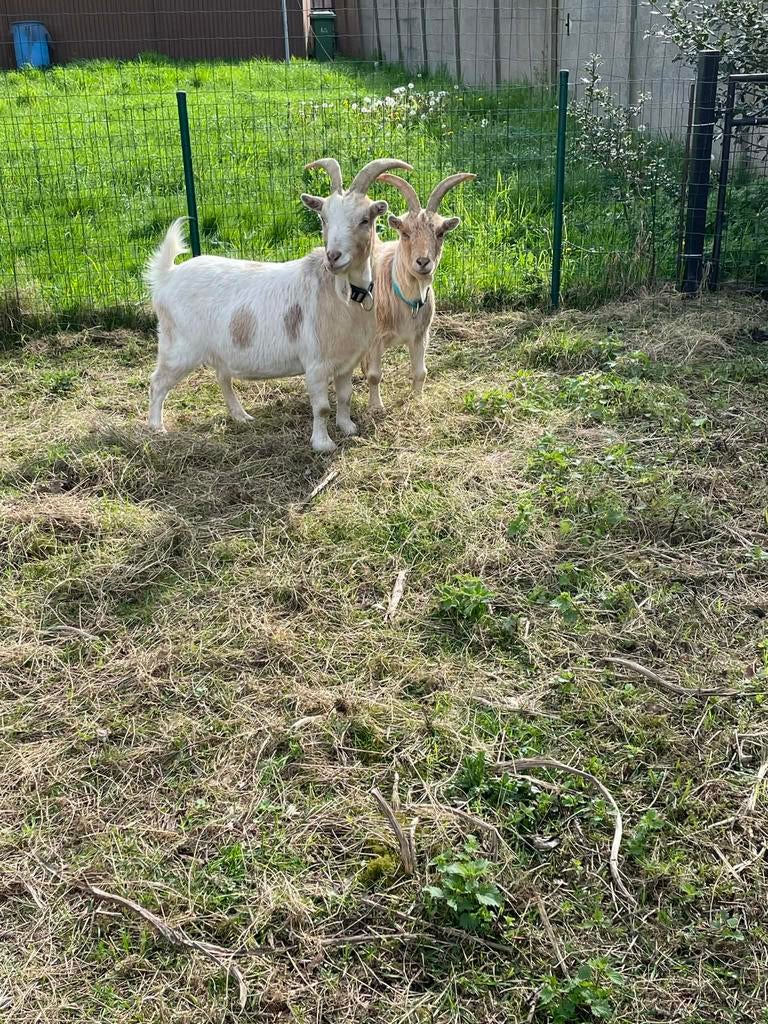 Geiten, Mâle, Chèvre, 6 ans ou plus