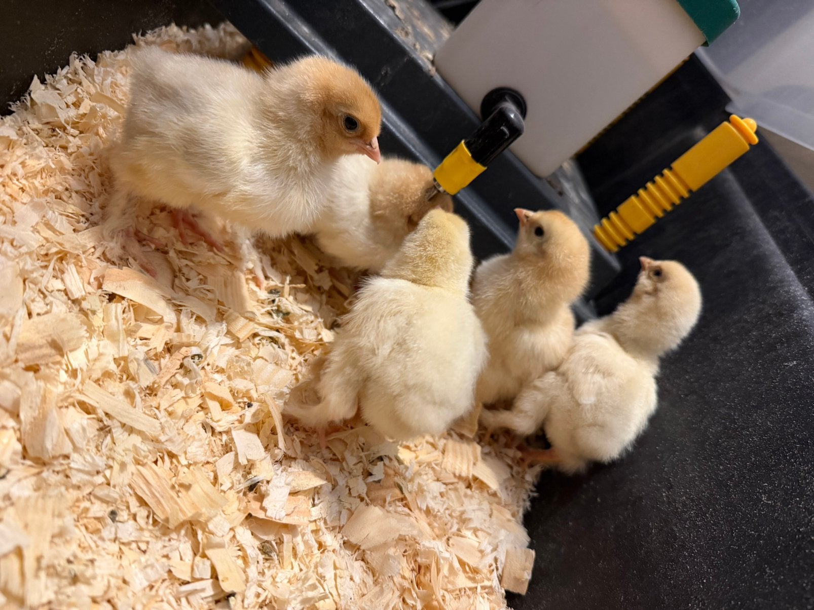 Brama kuikens, Meerdere dieren, Kip