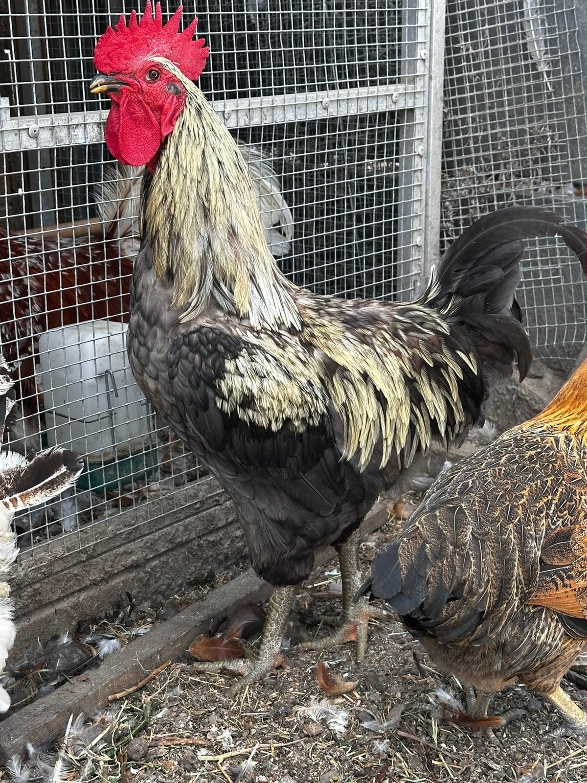 Haan leg/vleesras, Dieren en Toebehoren, Pluimvee